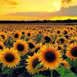 Meet your Posher, Addison